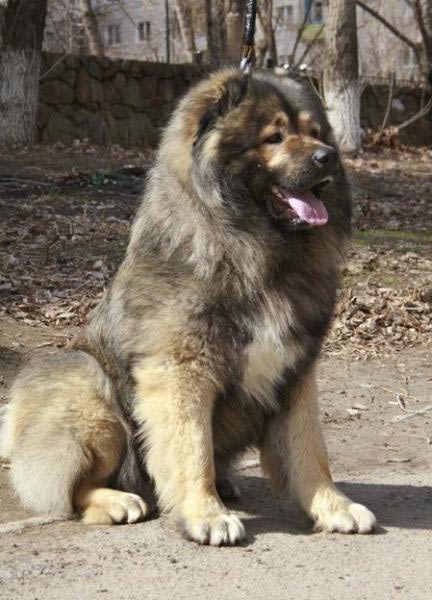 Кавказская овчарка - «Зверь-убийца. Собака со сломанной психикой.» | отзывы