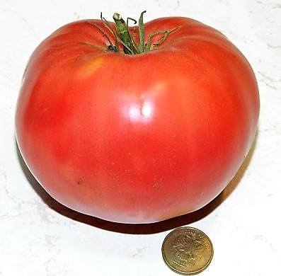 Семена томата Юсуповский - «Урожайные томаты. Для теплицы и улицы. Вкусные,но не дотянул до пяти звёзд, есть один недостаток.»