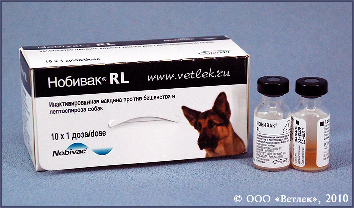 Регулярная прививка собаки от лептоспироза: важность и последствия отсутствия вакцинации