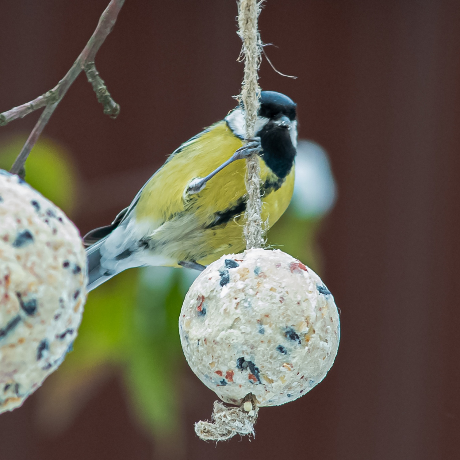 Корм для птиц Арт Кормушка Питательные шарики на веревке | отзывы